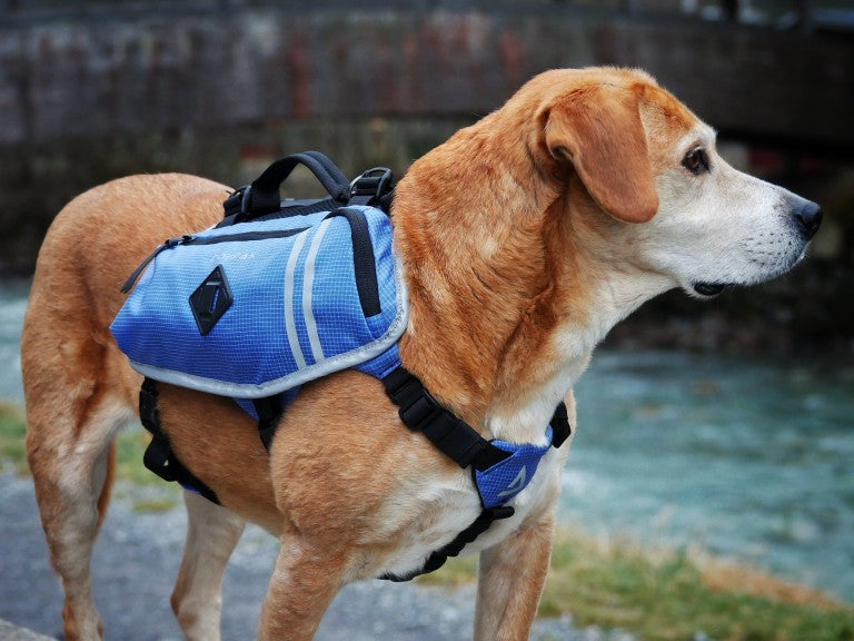 Mountain Cur dog wearing lightweight blue DOGPAK dog backpack