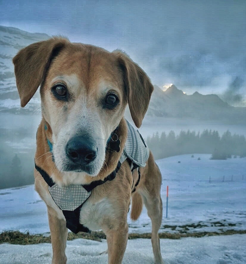 Thunder dog wearing his new dog backpack prototype in the Swiss Alps
