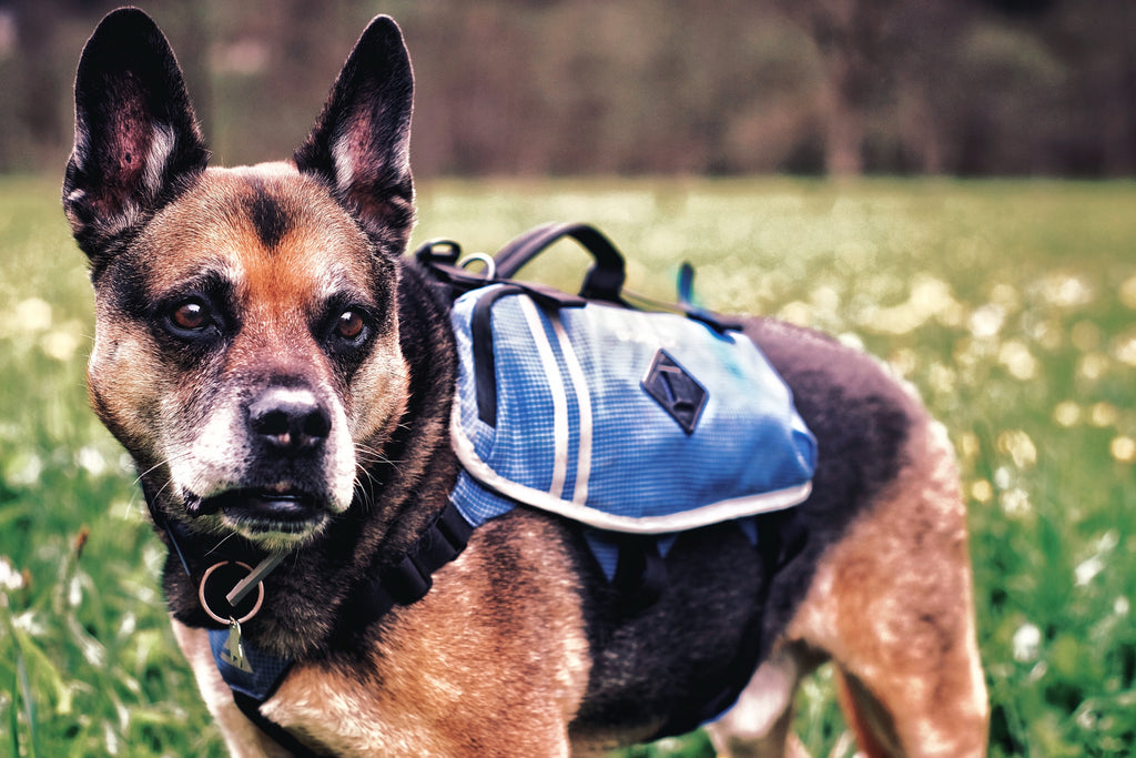 First Aid Kits for Dogs: 18 Important Items