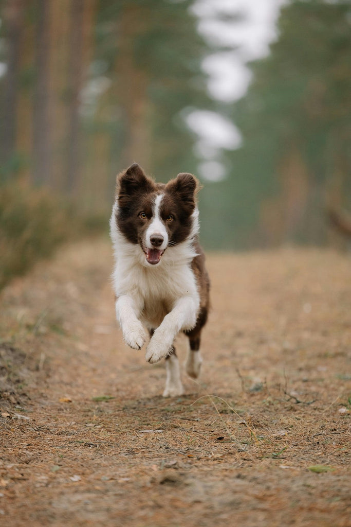 A happy border collie running through the forest