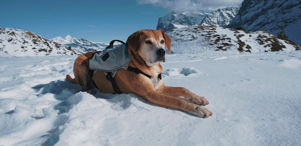 6 Winter Care Tips to Keep Your Dog Healthy and Happy