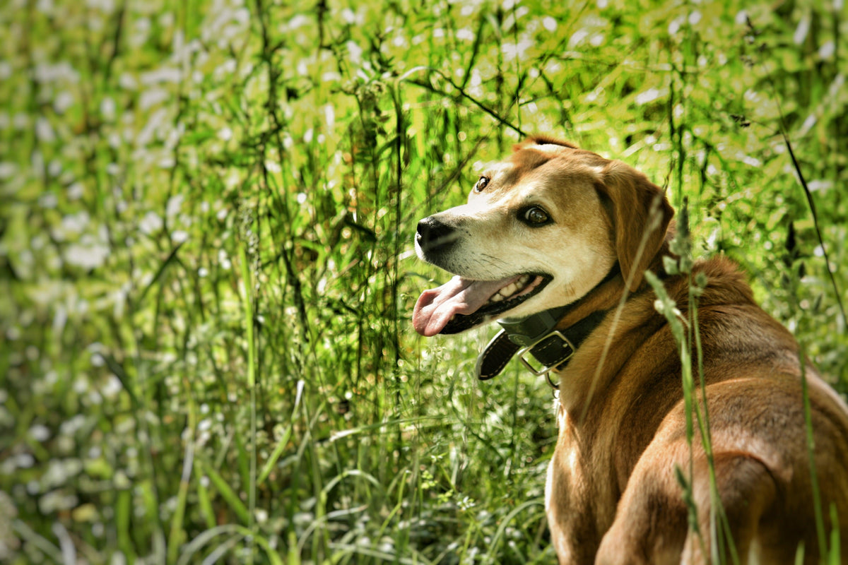 7 Tips for Traveling with your Dog | Globe-Trotting on Four Paws – DOGPAK