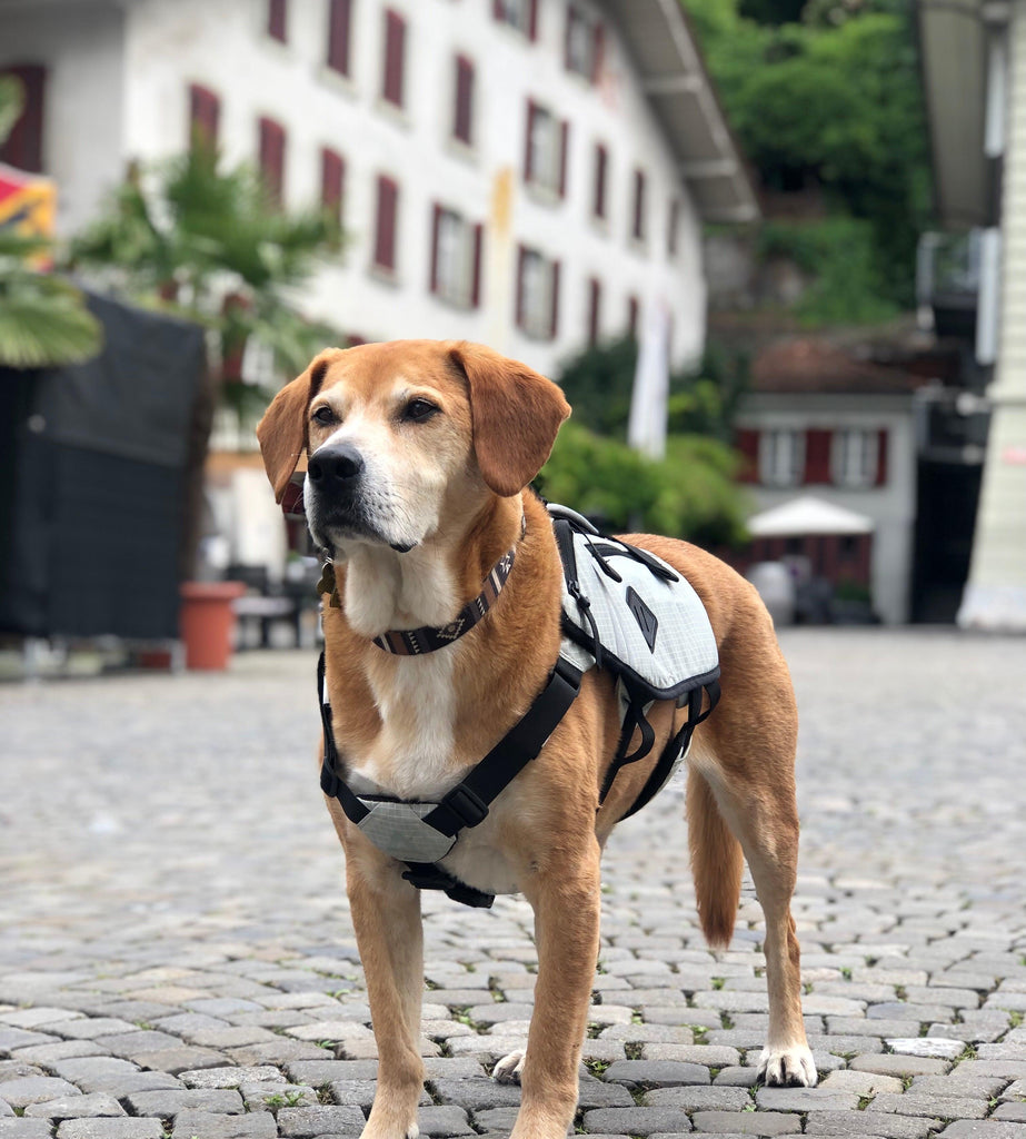 Why Use a Dog Backpack?