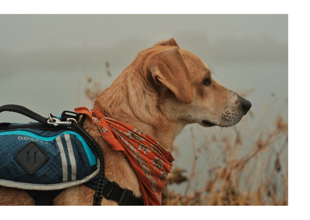 A hound dog wearing a blue dog backpack harness and orange bandana