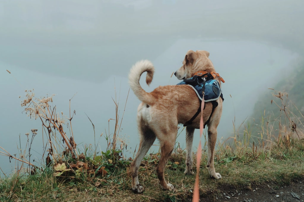 Capturing Canine Adventures: Your Ultimate Guide to Adventure Dog Photography (Part 3/3)