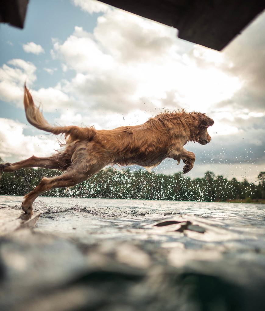 A Golden Retriever dog jumping into a lake.
