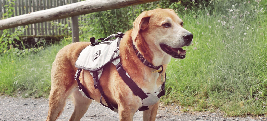 The Inception of DOGPAK: The Inspiration to Start an Outdoor K9 Gear Company